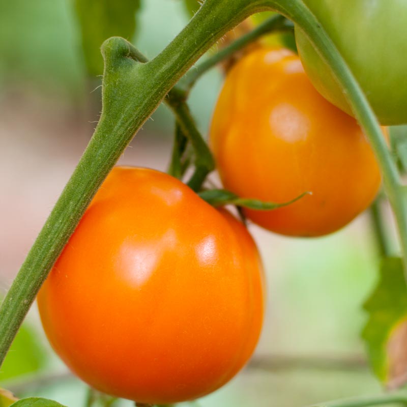 Valencia Tomato Seeds (Organic)