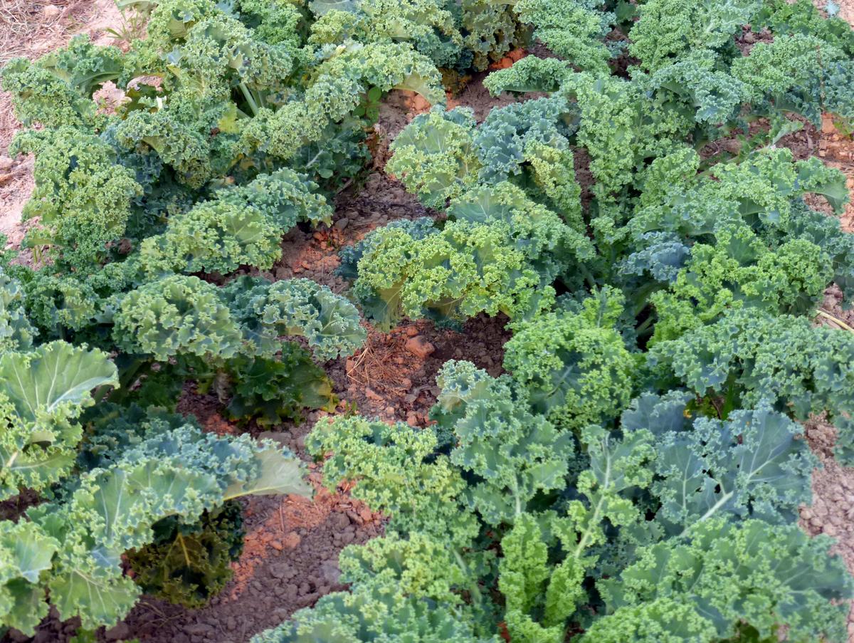 Vates Kale