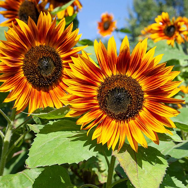 Velvet Queen Sunflower