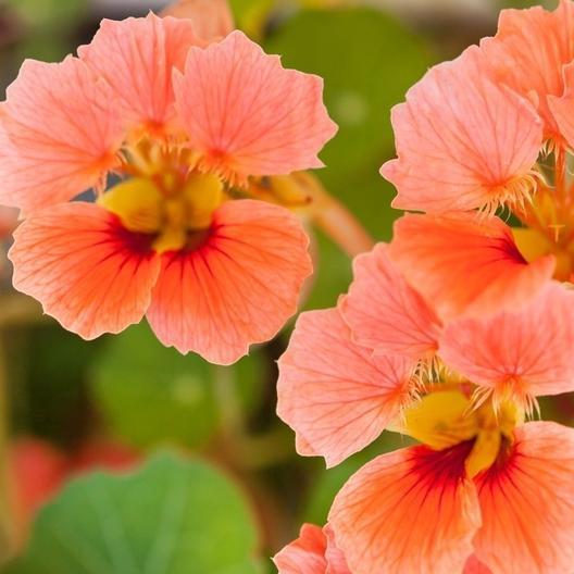 Vesuvius Nasturtium