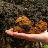 Organic Chaga Mushroom Tincture