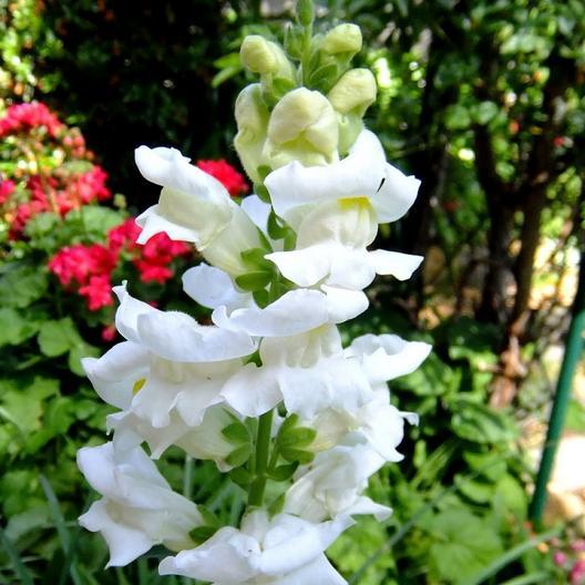 White Snowflake Snapdragon