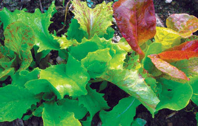 Wild Garden Lettuce Mix