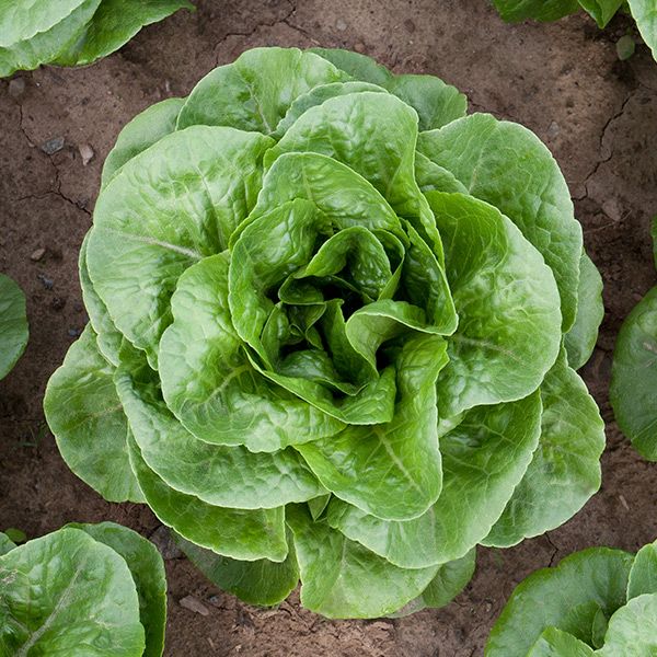 Winter Density Lettuce