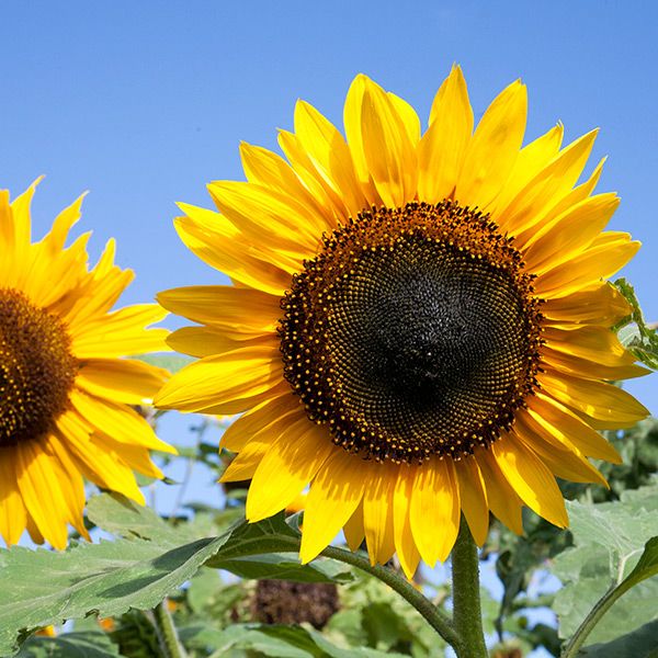 Hopi Black Dye Sunflower