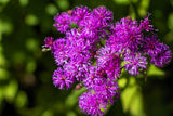 250 PURPLE IRONWEED Prairie Vernonia Fasciculata Flower Seeds