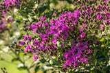 250 PURPLE IRONWEED Prairie Vernonia Fasciculata Flower Seeds
