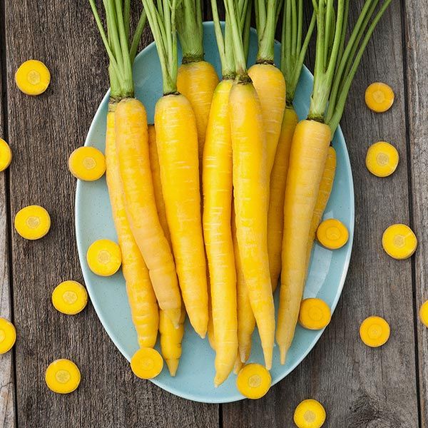 Yellowstone Carrot