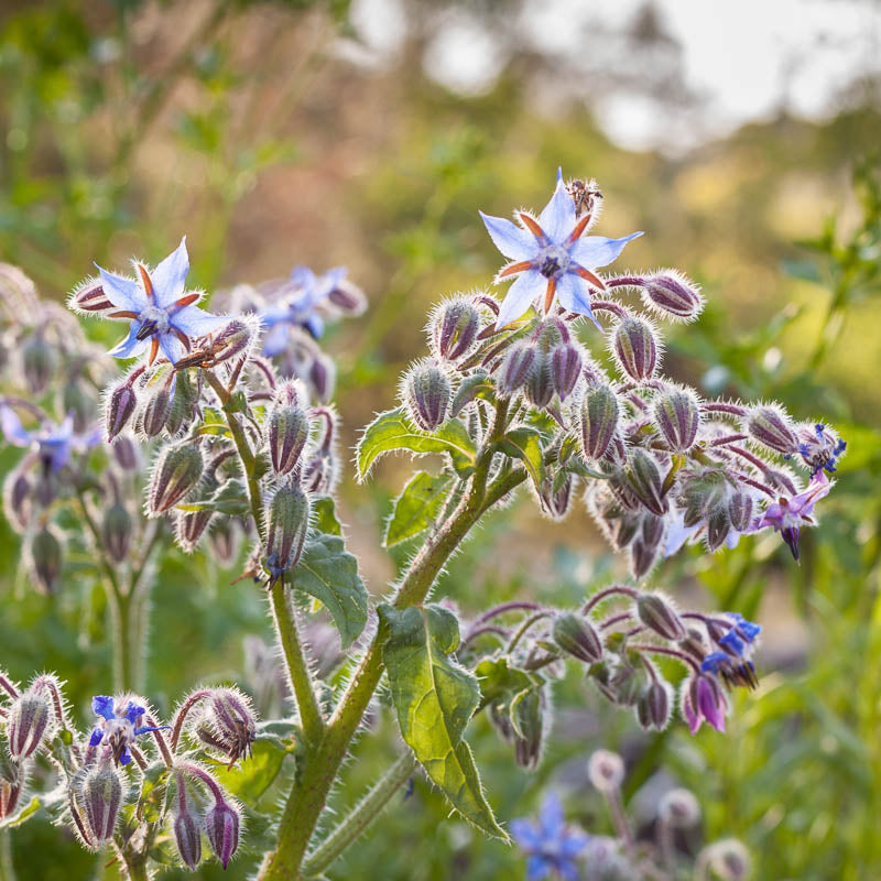 Organic Borage