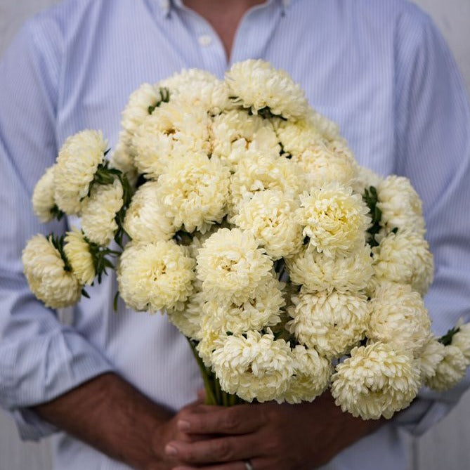 yellow-aster-homestead