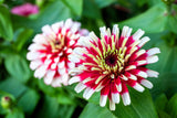 100 ICE QUEEN ZINNIA Elegans Bicolor Double Pink Red White Flower Seeds